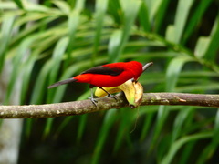Ramphocelus bresilius