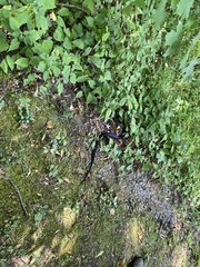 Pantherophis spiloides