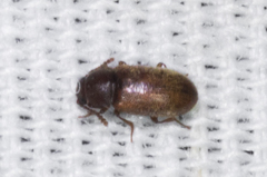 Cryptophagidae