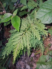 Selaginella