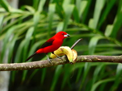 Ramphocelus bresilius