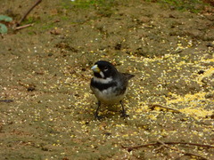 Sporophila caerulescens