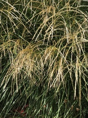 Miscanthus sinensis