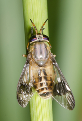 Chrysops montanus