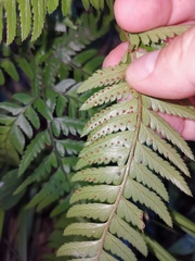 Arachniodes aristata