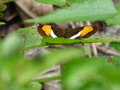 Adelpha