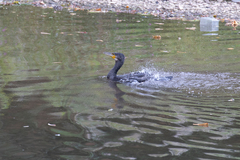 Phalacrocorax carbo