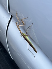 Tenodera angustipennis