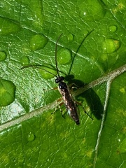 Diplazon laetatorius