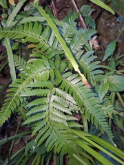 Arachniodes aristata