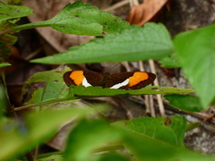 Adelpha