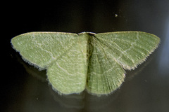Phaiogramma etruscaria