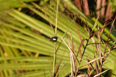 Malurus alboscapulatus