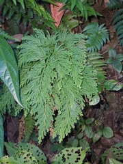Selaginella