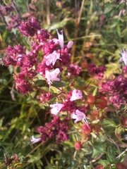 Origanum vulgare