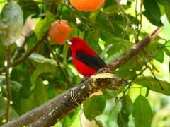 Ramphocelus bresilius