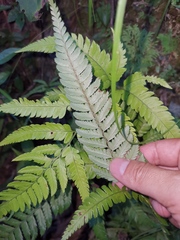 Arachniodes aristata