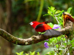 Ramphocelus bresilius