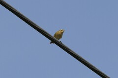 Phylloscopus