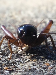 Gryllus pennsylvanicus