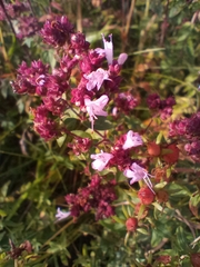 Origanum vulgare