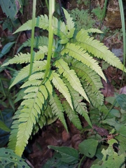 Arachniodes aristata