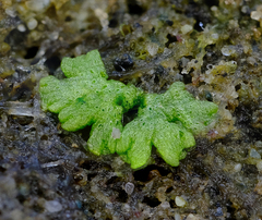 Riccia