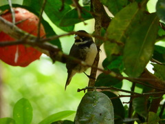 Sporophila caerulescens