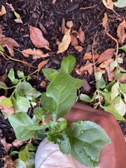 Celastrus orbiculatus