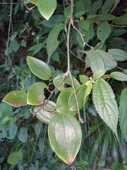 Smilax china