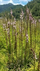 Pedicularis mexicana