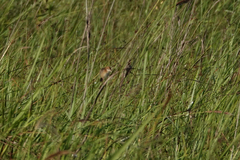 Cisticola exilis