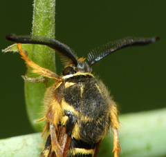 Pennisetia marginatum