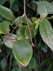 Smilax china