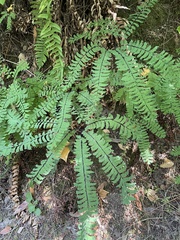 Adiantum aleuticum