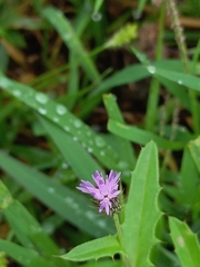 Tricholepis radicans