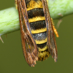 Pennisetia marginatum