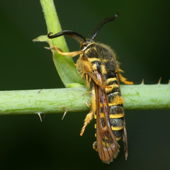 Pennisetia marginatum