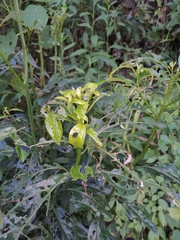 Clerodendrum cyrtophyllum