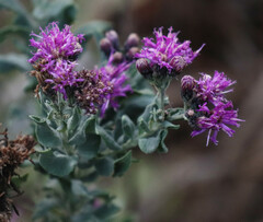 Vernonia baldwinii