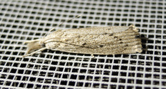 Calamotropha paludella