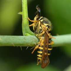 Pennisetia marginatum