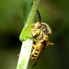 Pennisetia marginatum
