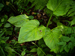 Symplocarpus foetidus