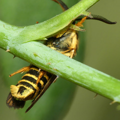 Pennisetia marginatum