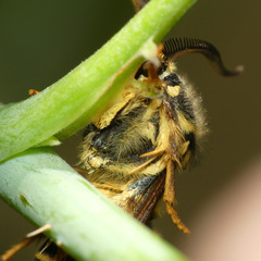 Pennisetia marginatum