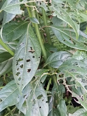 Clerodendrum cyrtophyllum