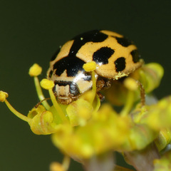 Propylea quatuordecimpunctata