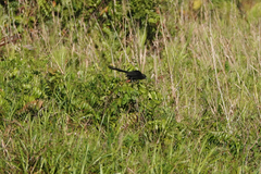 Centropus bernsteini
