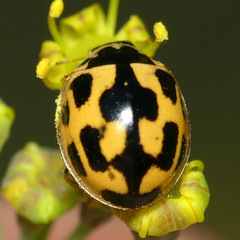 Propylea quatuordecimpunctata